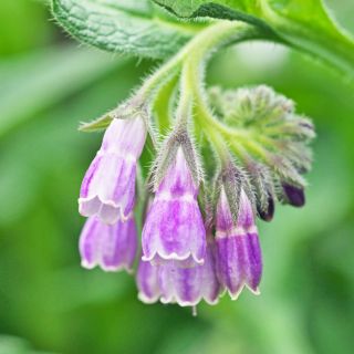 Estratto di consolida