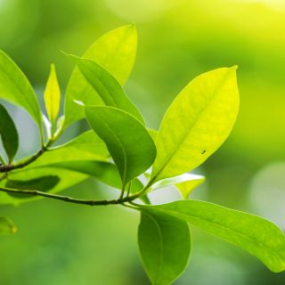 Formula naturale e facile da usare